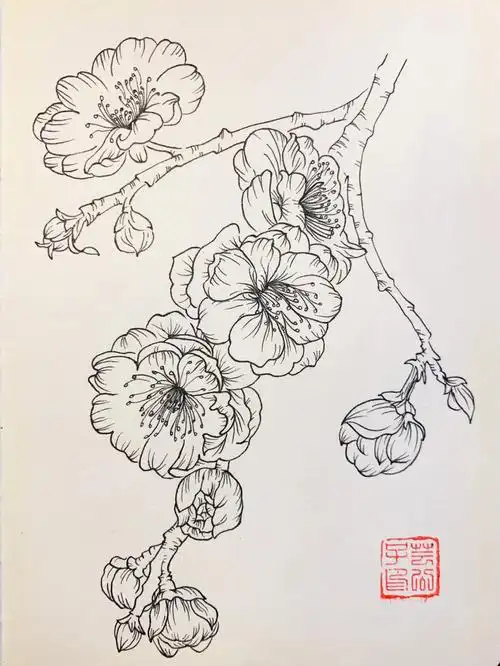 每日一画针管笔画白描手绘梅花