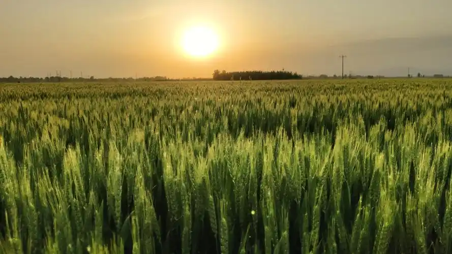 麦田- 堆糖,美图壁纸兴趣社区