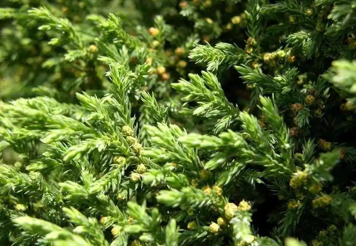 沙地柏和铺地柏是不是同一种植物