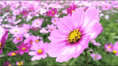 400_226gif 动态图 动图