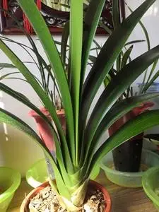 转让一棵立剑君子兰,2年生,叶宽6.5cm左右,长35cm左