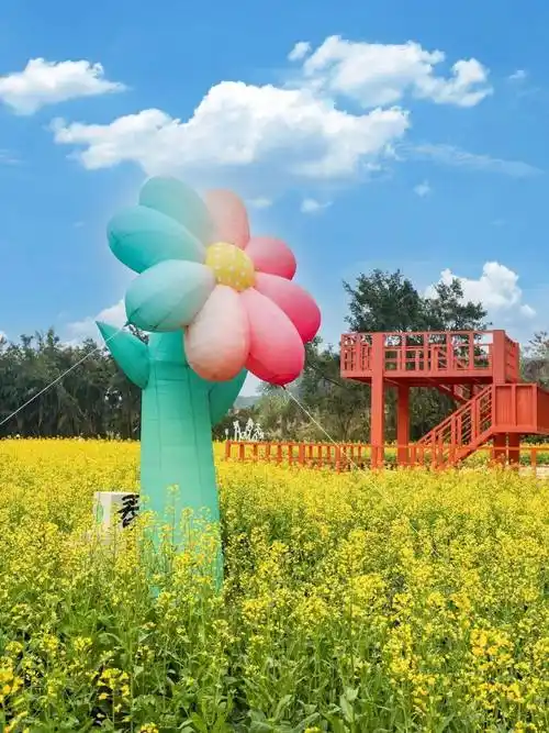 珠海这些花海"龙"情盛放,赏花正当时!_花