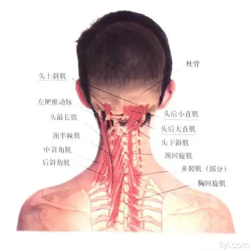 一些颈椎肌***片