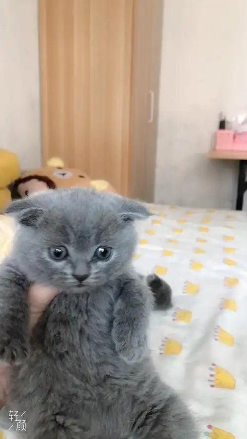 出售英短蓝猫母已经四十天了仅限章丘本地80