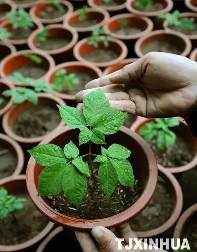 占地专用西洋参苗 - 怀柔特产 - 怀柔土特产