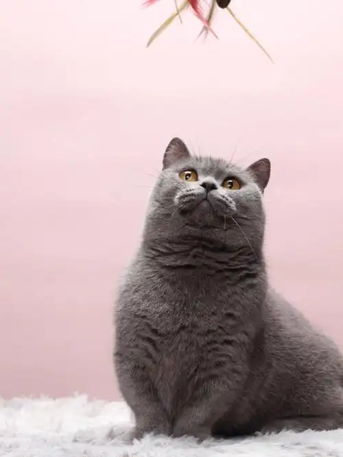 矮脚蓝猫找新家