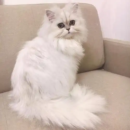 金吉拉想预定个小男票