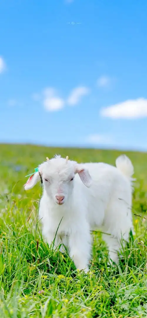 羊的屁屁也太可爱了