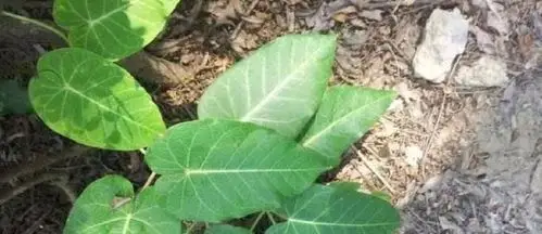 农村一种野草蛇遇到都怕人称蛇见怕果实比糖还甜