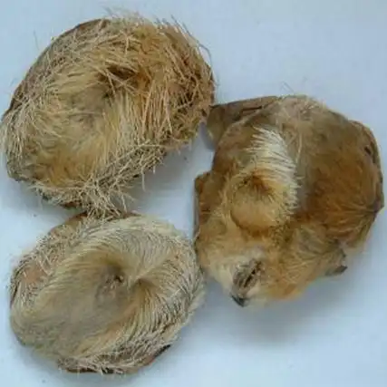 麝香的功效与作用及食用方法 - 中药易