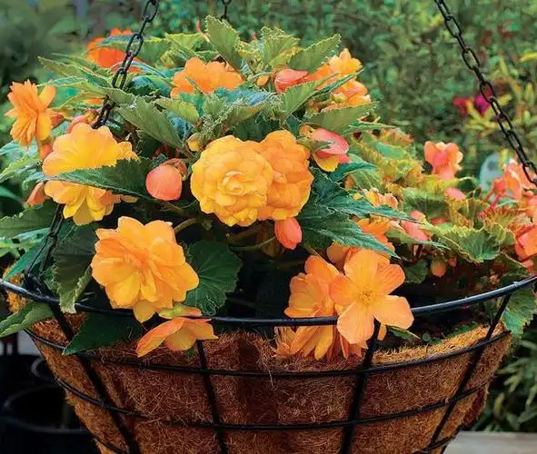 夏天有什么花9种夏天开花灿烂的植物