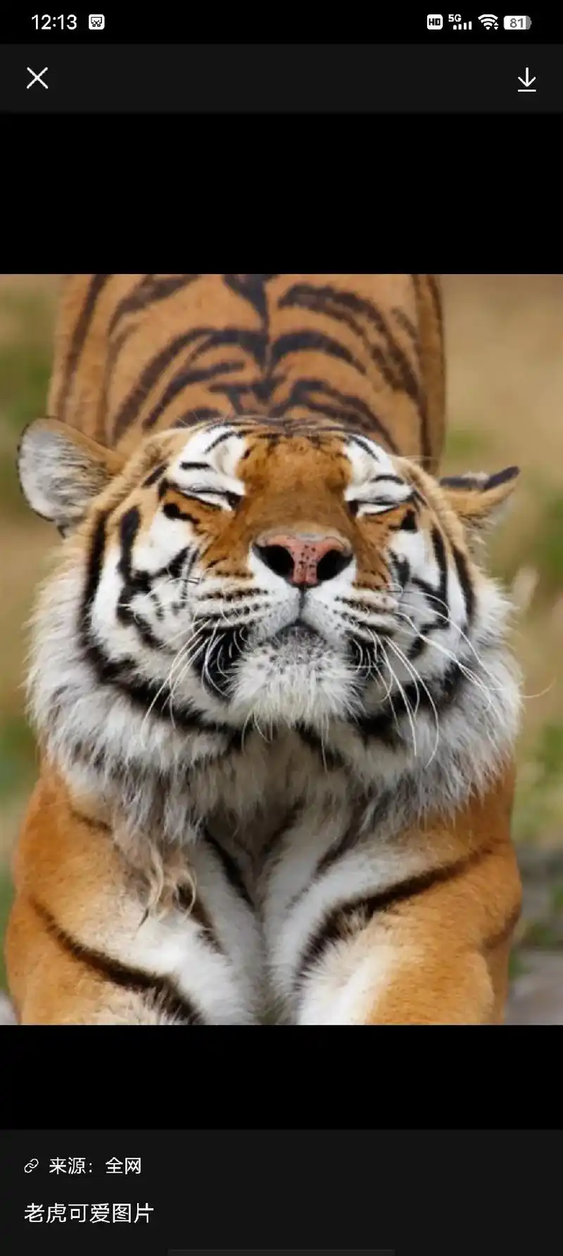 来源:全网 虎老虎虎头动物东北虎插画手绘矢量素材龙虎动漫动  - 抖音