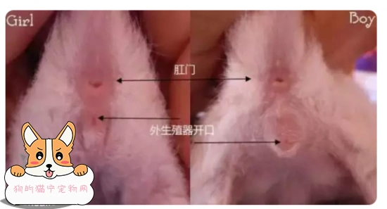 首先单看猫咪是分辨不出公母的哦,公猫和母猫都是有乳头哦,只不过公猫