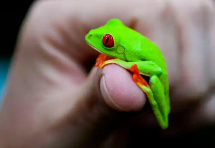 哥斯达黎加美丽的毒蛙