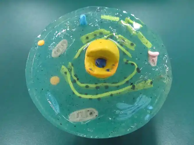 动物细胞教学反思