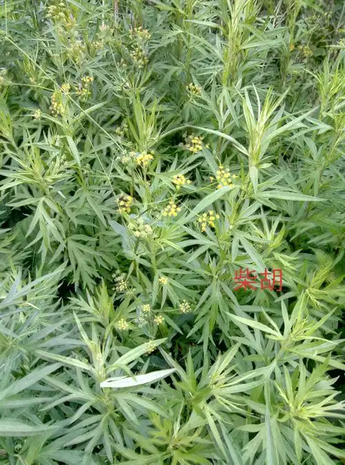 十八,柴胡:为伞形科植物.