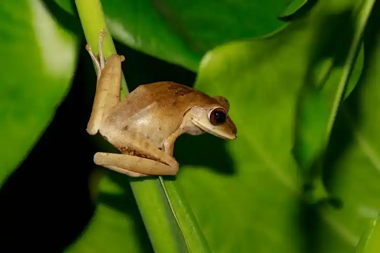 斑腿泛树蛙