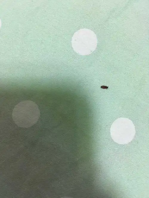 新装修的房子有小黑虫,还咬人,是什么虫?