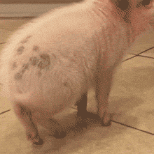 视频ins粉红迷你猪爆红网络不信你的表情包里没有它