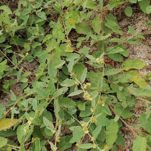 潮汕草药山胶浊 山蝉蚰藤 蛇婆子 和他草 仙人抛网纯野生包邮