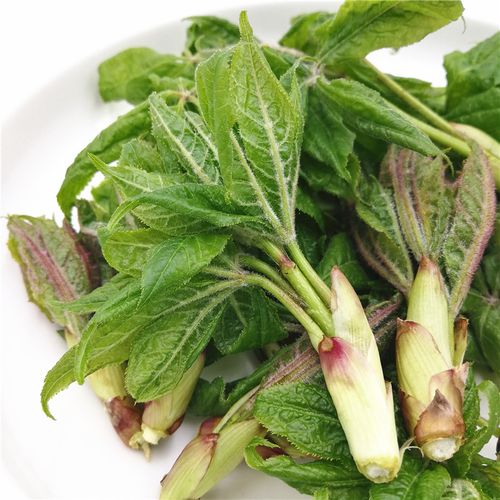长白山野菜刺五加叶嫩芽新叶坎拐棒子芽老虎潦新芽叶新鲜山菜500g