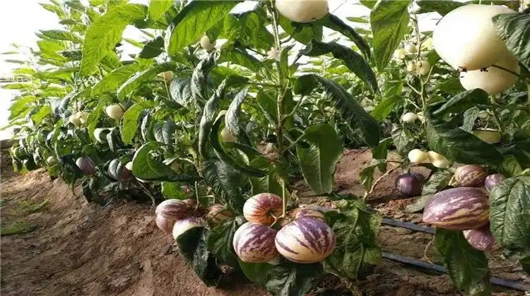 人参果该如何种植?吃了真的对身体好,快来看看吧!