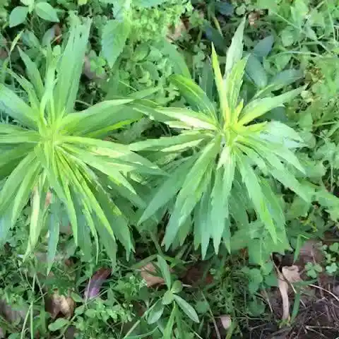 这种草你们家乡叫什么?我家乡叫猪尾巴