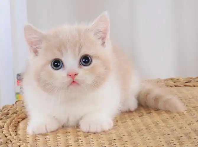 奶黄包英短乳白弟弟