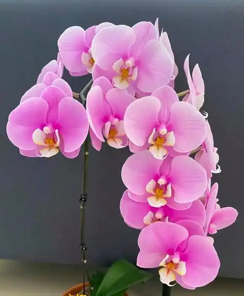 翩跹如蝶好养堪比塑料花有一种美叫蝴蝶兰