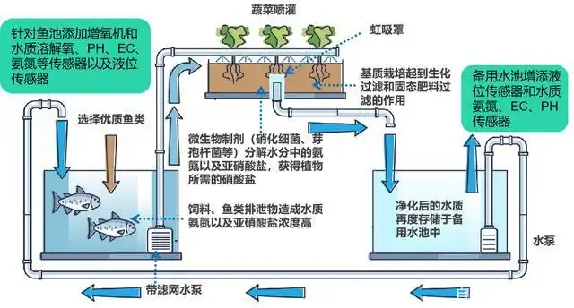 新商机鱼菜共生基地与科普教育农事体验餐饮旅游相结合