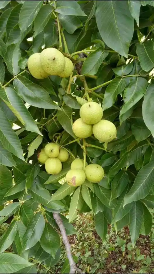 2500克新鲜核桃湿核桃去青皮绿皮生核桃鲜核桃薄皮嫩新黑桃新货