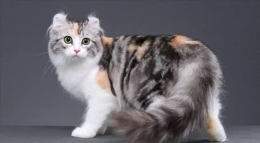 美国卷耳猫的优点(卷耳猫是什么品种)