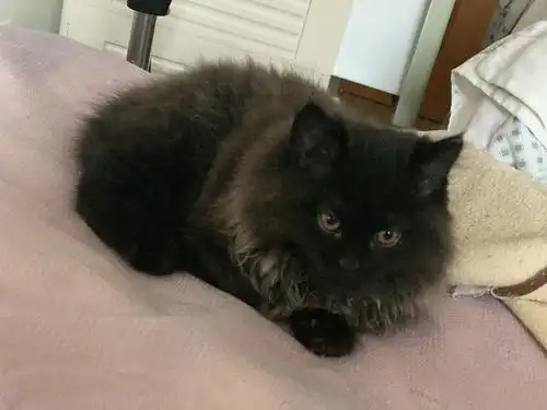 坐标上海家养稀有挪威森林猫弟弟找新家仅此一枚