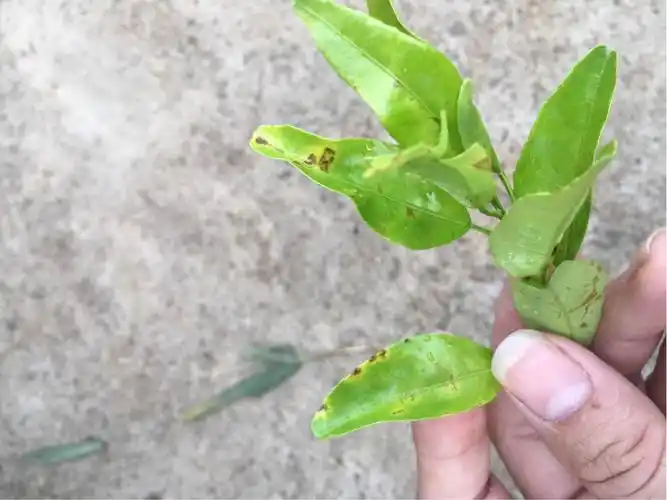 叶面烧伤,打了叶面肥(镁,锌,钙),可能放多了,水跟药比例不对,怎么办?