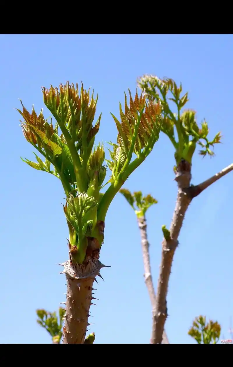 四川"名"野菜之——"山野菜之王"刺龙苞(楤木)