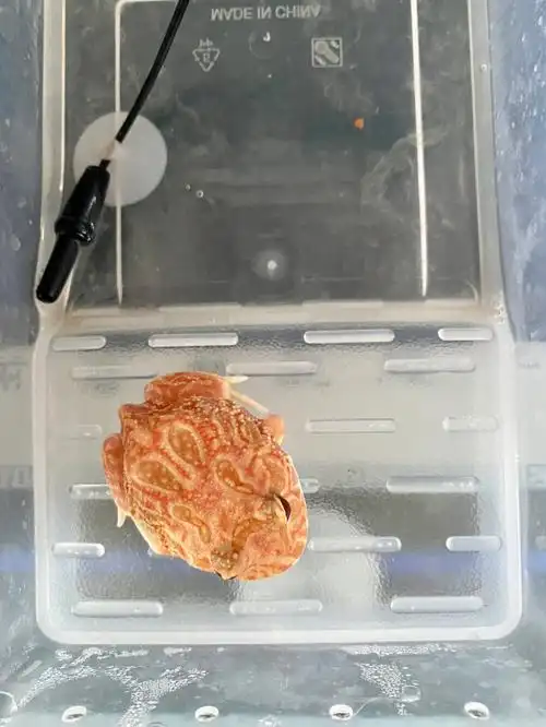 它们每天除了吃就是拉再一个就是扒拉盒子#角蛙的日常  #角蛙