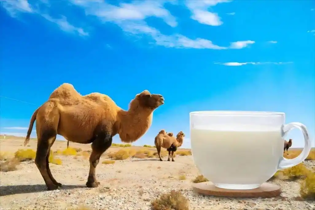 骆驼奶粉的功效和作用,骆驼奶粉背后的神秘力量,你真的了解吗?