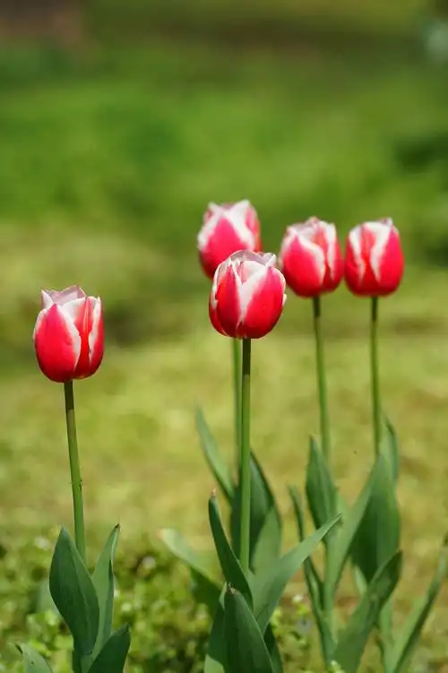 赏春·南京植物园郁金香花展