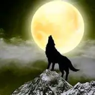 狼头像图片大全霸气恐怖的高清狼头像图片