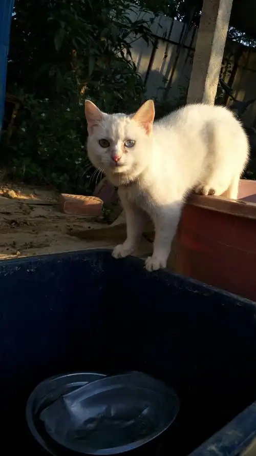 美短纯白小母猫阳眼800元