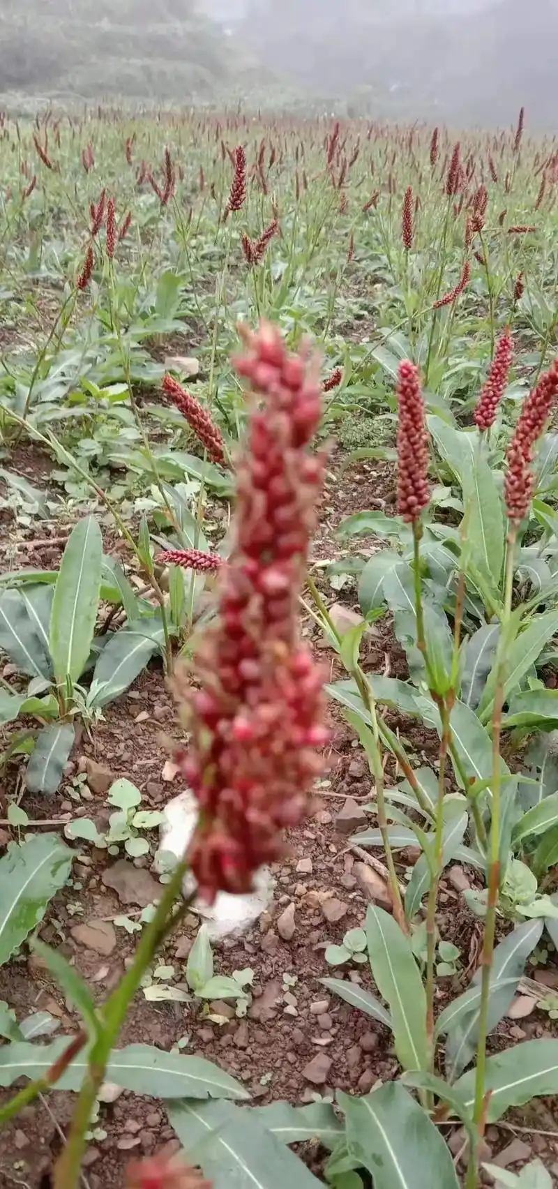 草血竭 #新农人计划2023 #地蜂子 - 抖音