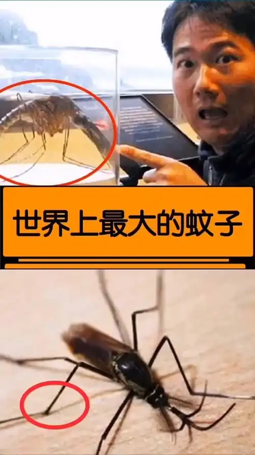 世界上最大的蚊子!omg