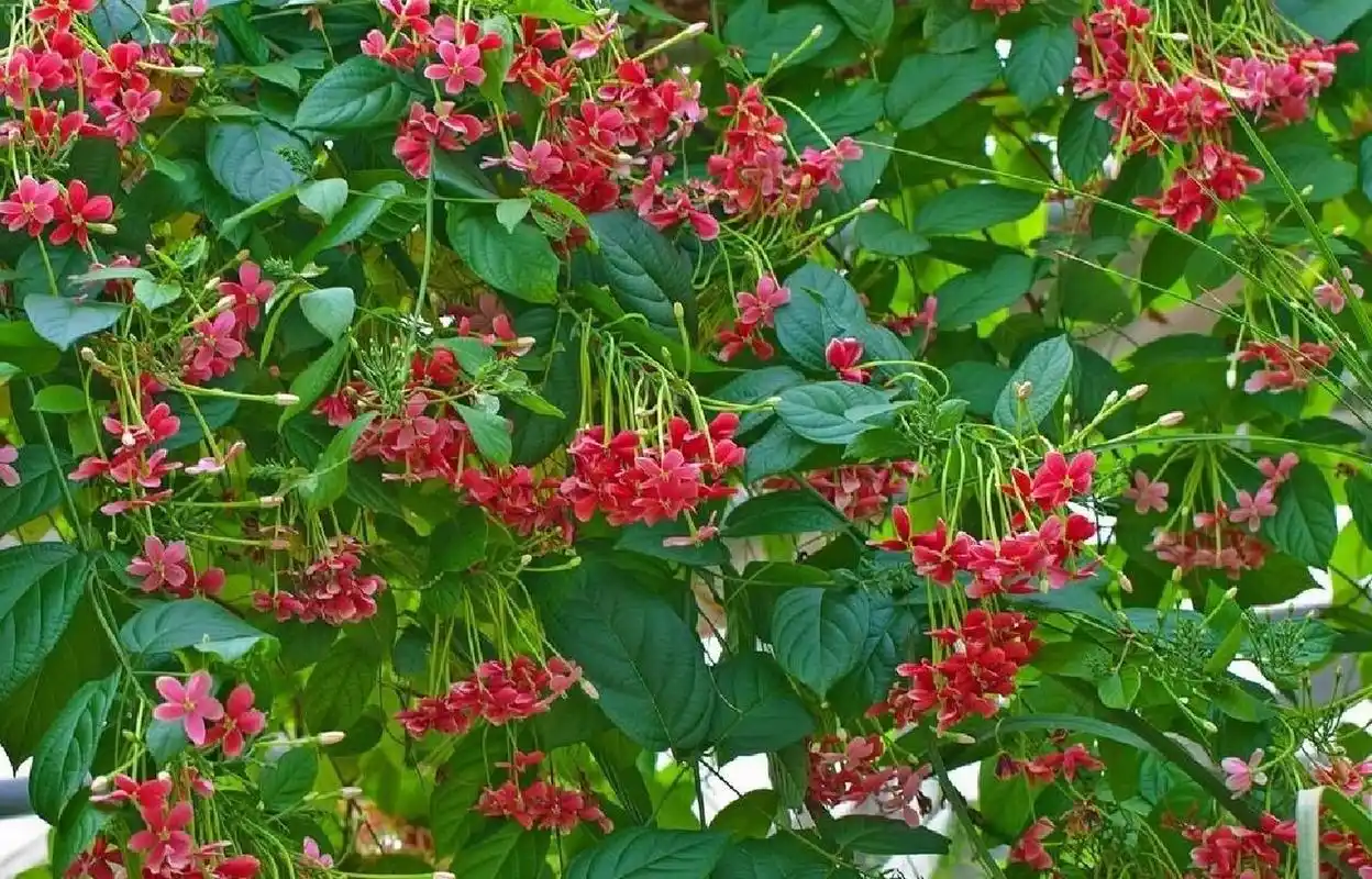 使君子,别名:留求子,四君子,史君子 使君子是使君子科,使君子属攀援