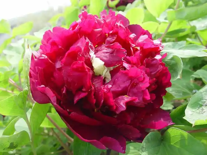 pool'):是 a target="_blank" href="/item/牡丹/6080" data