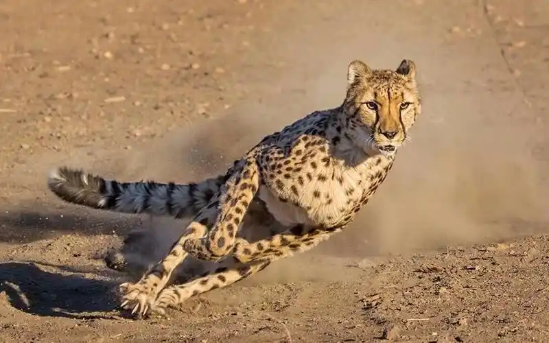 看看猎豹全速奔跑的时速_哔哩哔哩_bilibili