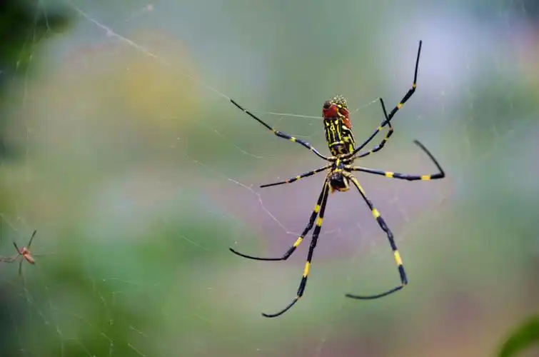 彩色蜘蛛图片昆虫蜘蛛