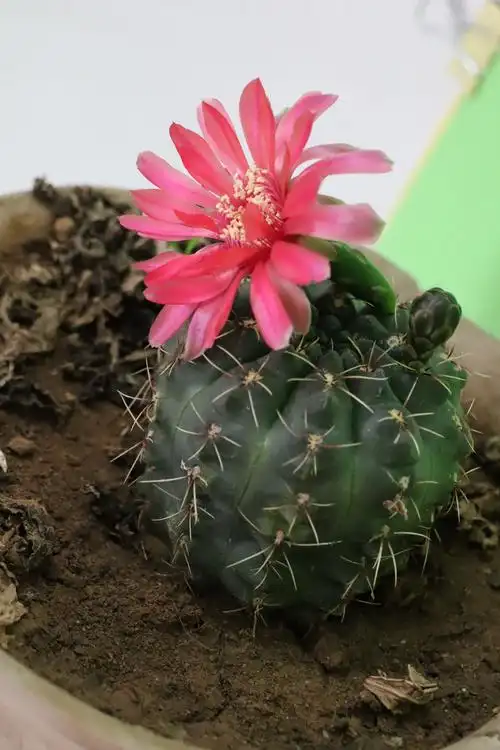 我家仙人球开花了(一)-红花 流畅2020.05.31-(f)