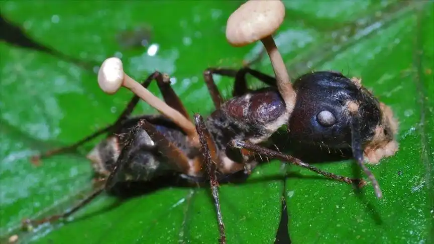 恐怖僵尸真菌寄生蚂蚁,释放致命孢子,短短几天蚂蚁群尸横遍野