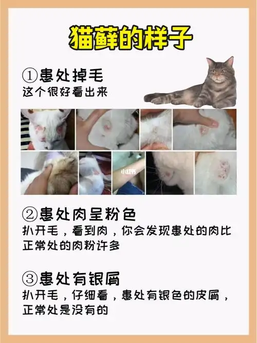 怎么判断猫有没有猫癣图片慎点