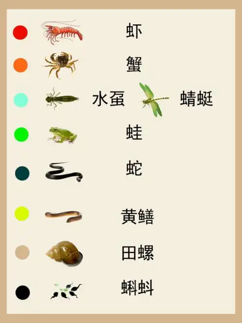 新知丨真实的朱鹮比和淼奈璧父